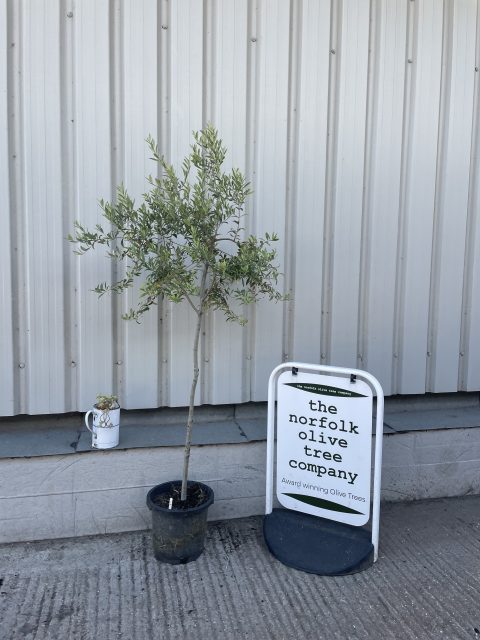 Self-fertile Olive tree