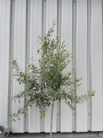 -fertile Olive tree
