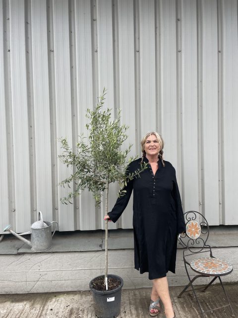 Self-fertile Olive tree