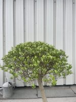 Mushroom pruned Olive tree