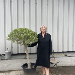 Mushroom pruned Olive tree