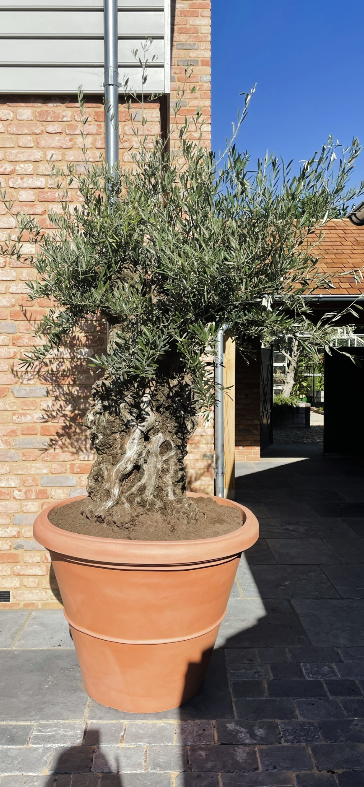 The Timeless Beauty of Ancient Olive Trees - The Norfolk Olive