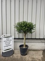London Olive tree
