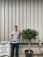 London Olive tree