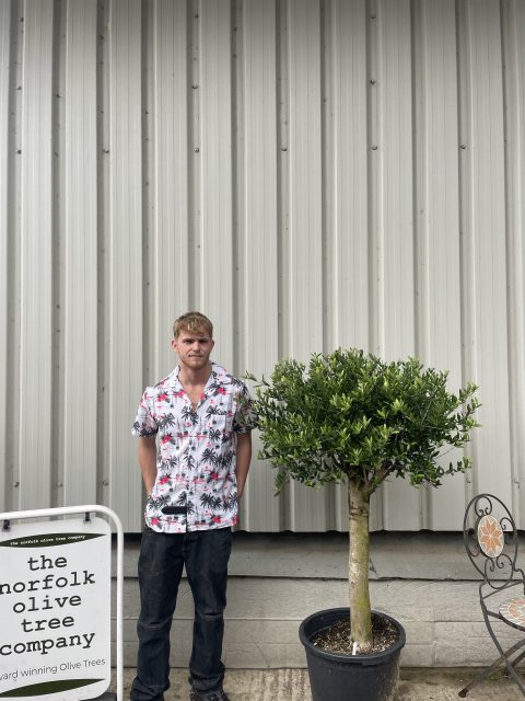 London Olive tree