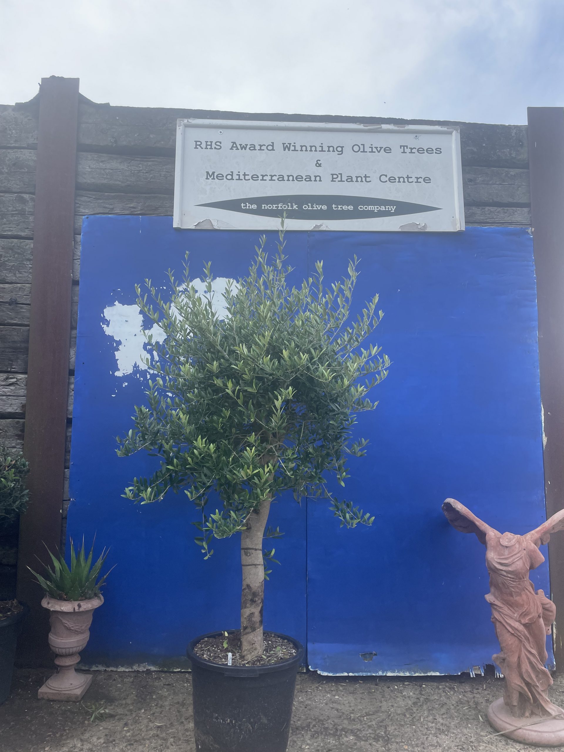 Patio Olive tree free delivery The Norfolk Olive Tree Company