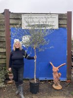 Tuscan Olive tree
