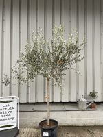 Patio Olive tree