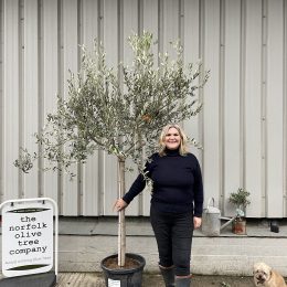 Patio Olive tree