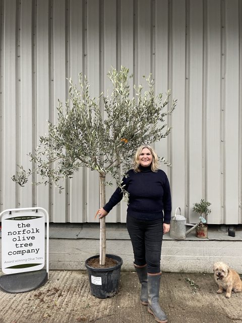 Patio Olive tree