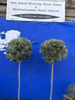 Pair of olive trees for sale