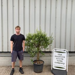 Courtyard Olive tree