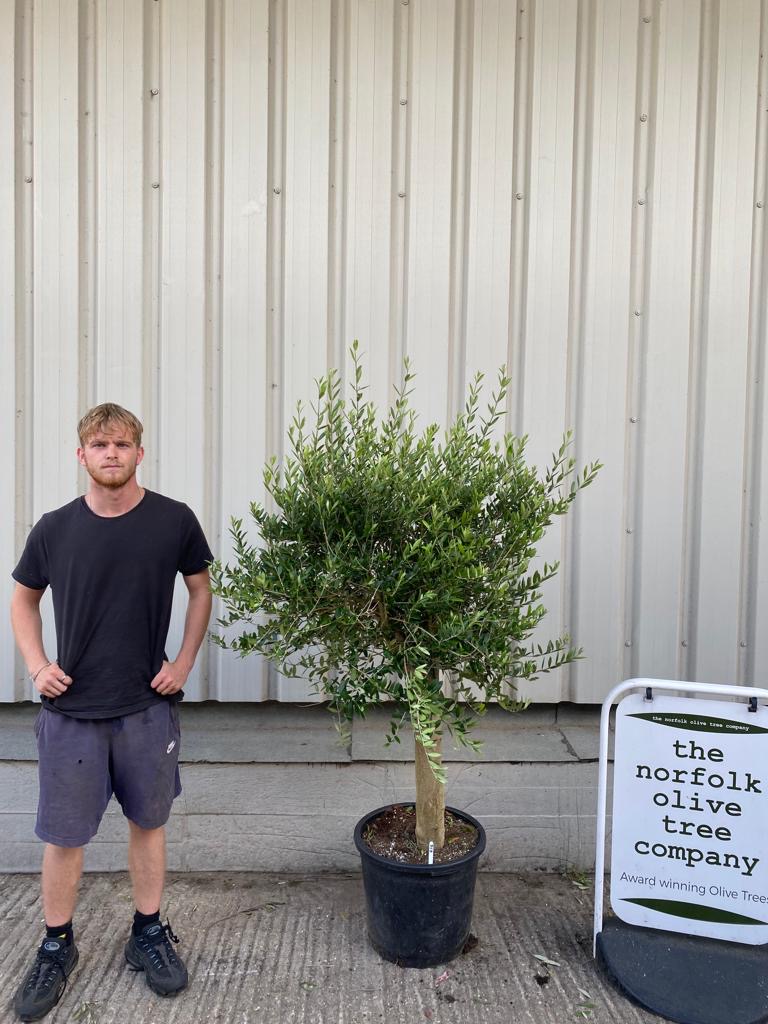 Patio Olive tree free delivery The Norfolk Olive Tree Company