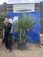 Cordyline ‘Australis’