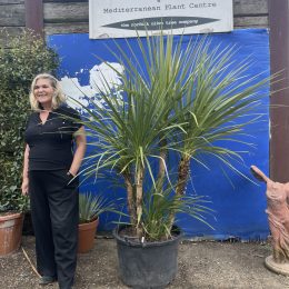 Cordyline ‘Australis’