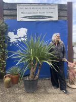 Cordyline ‘Australis’