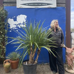 Cordyline ‘Australis’