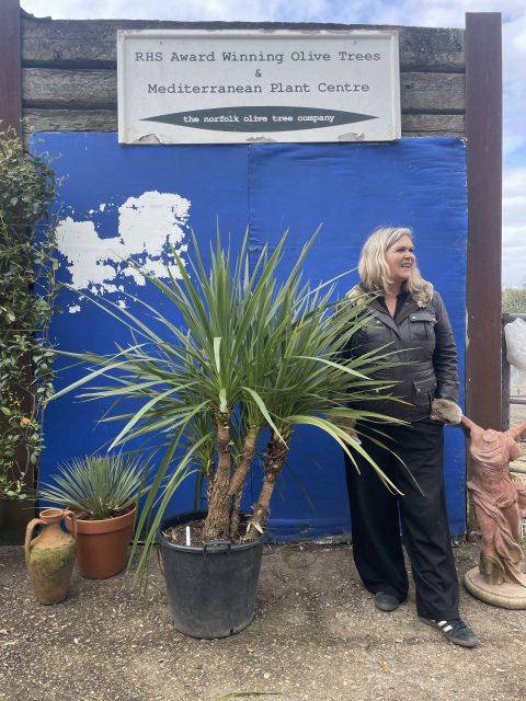 Cordyline ‘Australis’