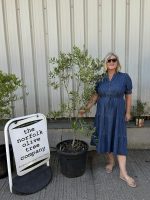 Bushy olive tree