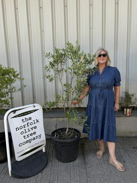 Bushy olive tree