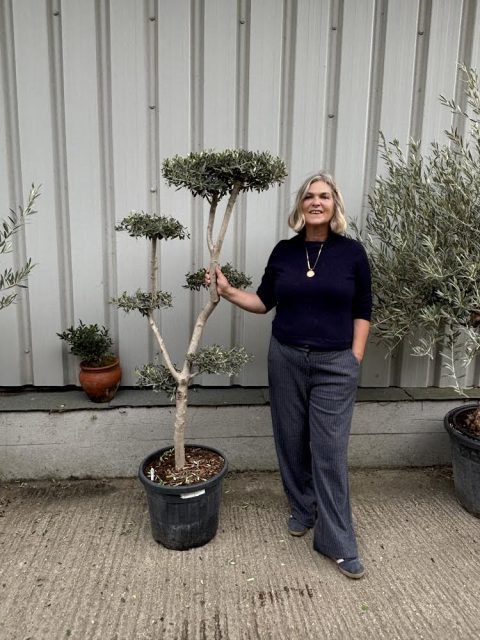 Small gnarled Olive tree
