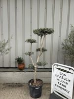 Small gnarled Olive tree