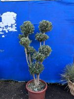 Pom Pom Olive Tree for sale