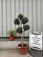 Mature Pom Pom Olive tree