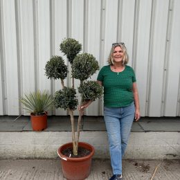 Mature Pom Pom Olive tree - delivery included