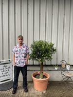Olive tree in pot