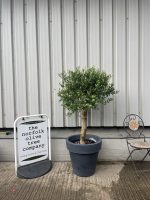 Olive tree in pot