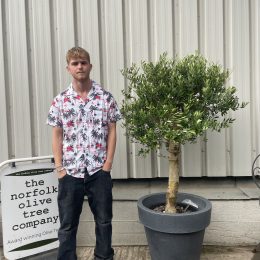 Olive tree in pot