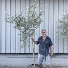 Tuscan Olive tree