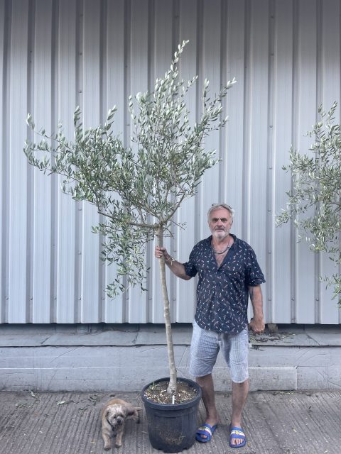 Tuscan Olive tree