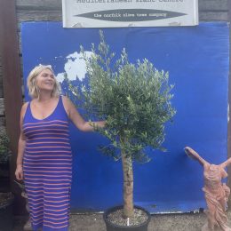 Patio Olive tree