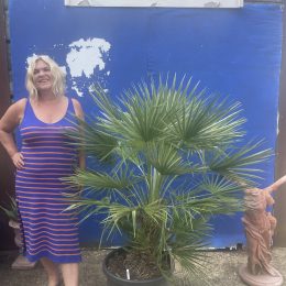 Chamaerops Humilis