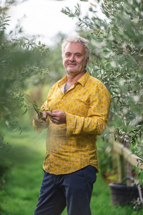 Olive trees Norfolk