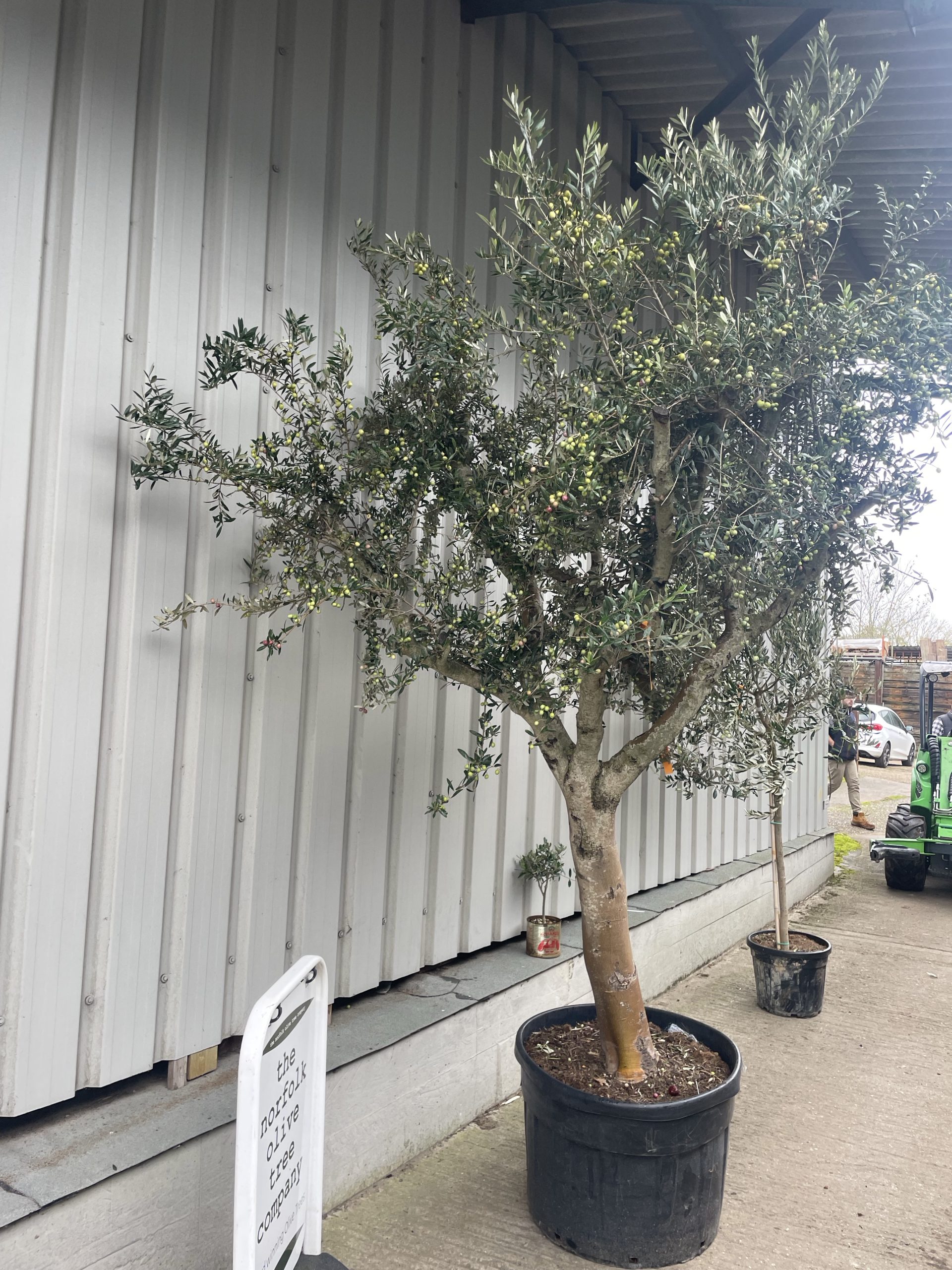 Smooth stem branched Olive tree - The Norfolk Olive Tree Company