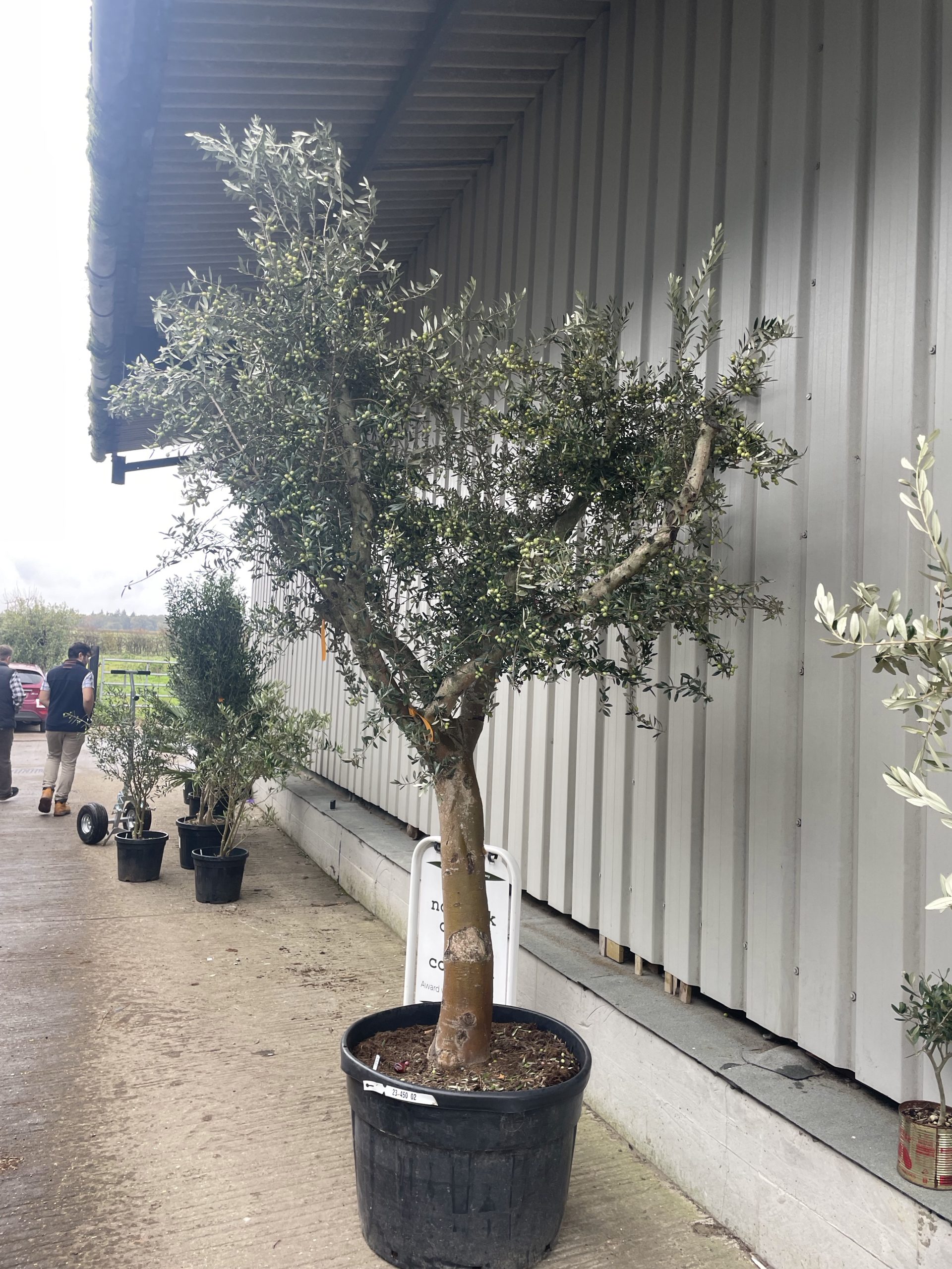 Smooth stem branched Olive tree - The Norfolk Olive Tree Company