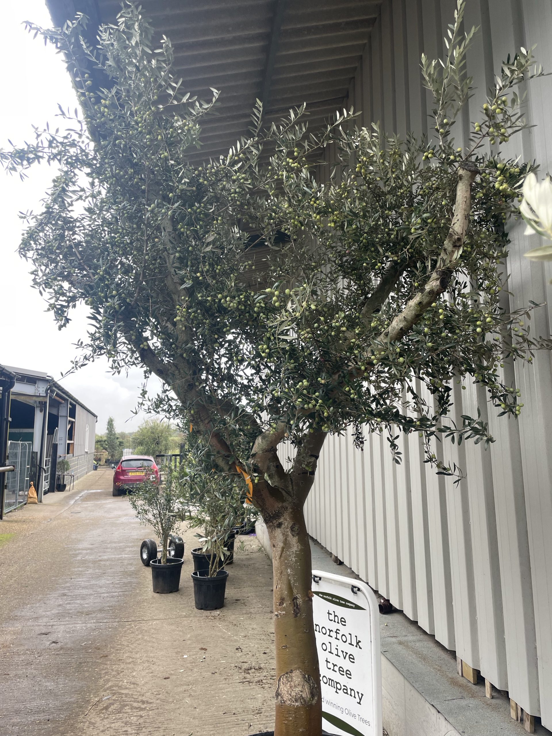 Smooth stem branched Olive tree - The Norfolk Olive Tree Company