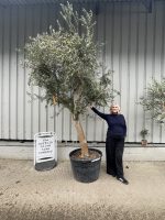 Smooth stem branched Olive tree