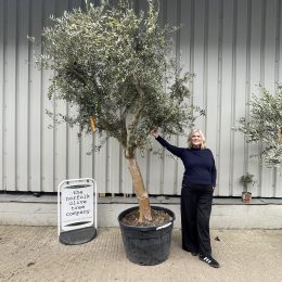 Smooth stem branched Olive tree