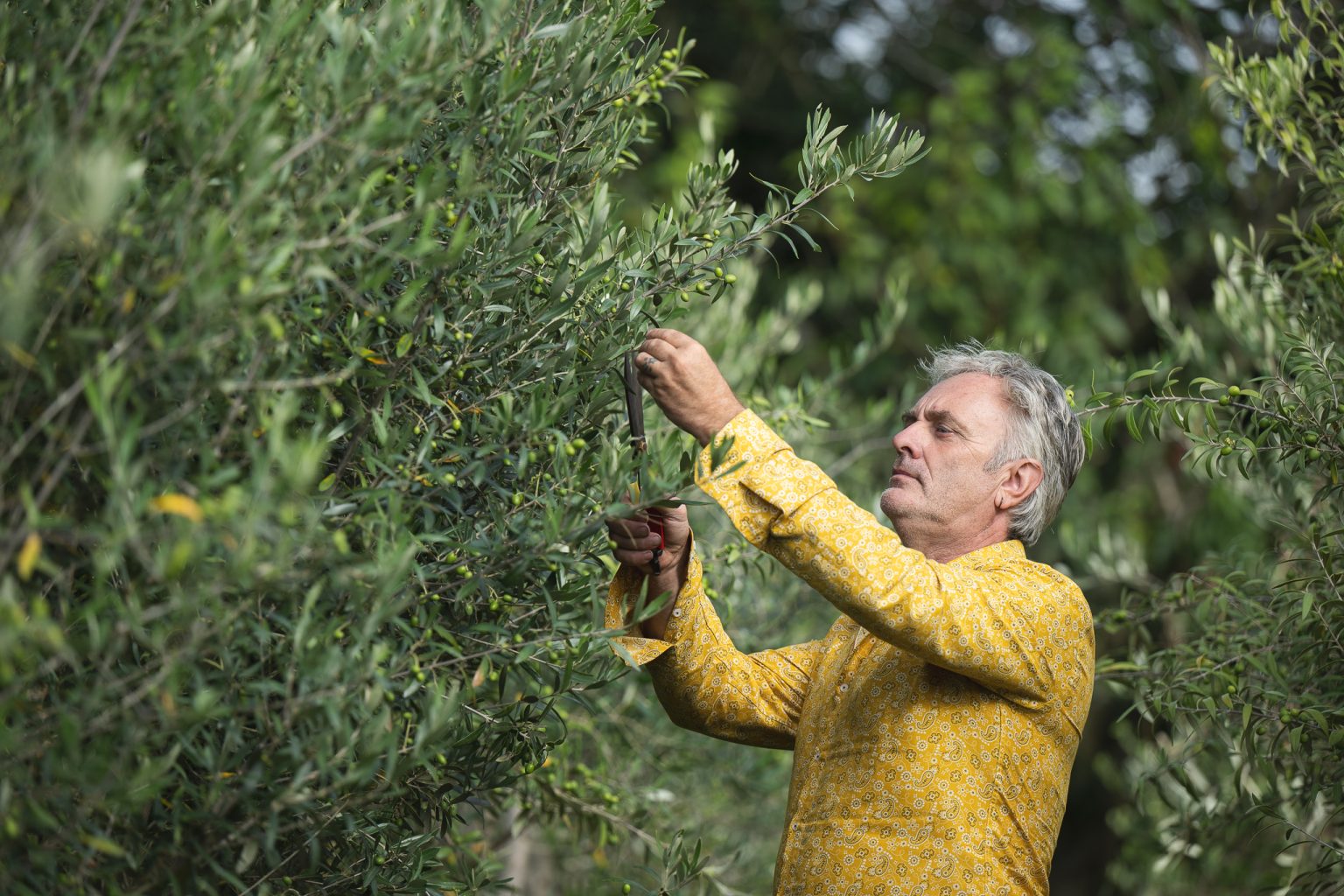 🌿 Growing Olive Trees in the UK - The Norfolk Olive Tree Company