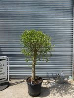 Courtyard Olive tree