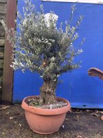 Gnarled Olive tree bonsai bowl