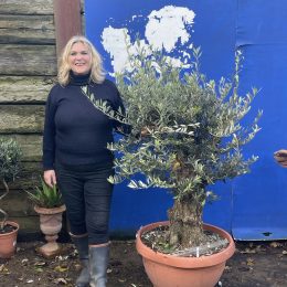 Gnarled Olive tree in bonsai bowl