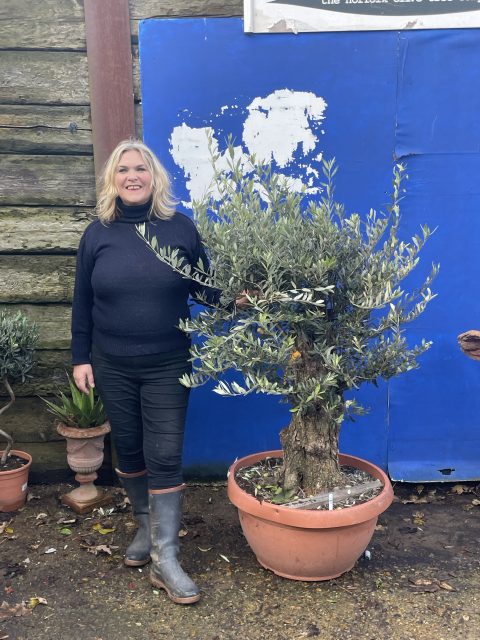 Gnarled Olive tree in bonsai bowl