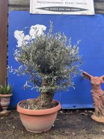 Gnarled Olive tree in bonsai bowl