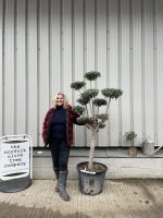 Patio cloud tree