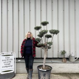 Patio cloud tree